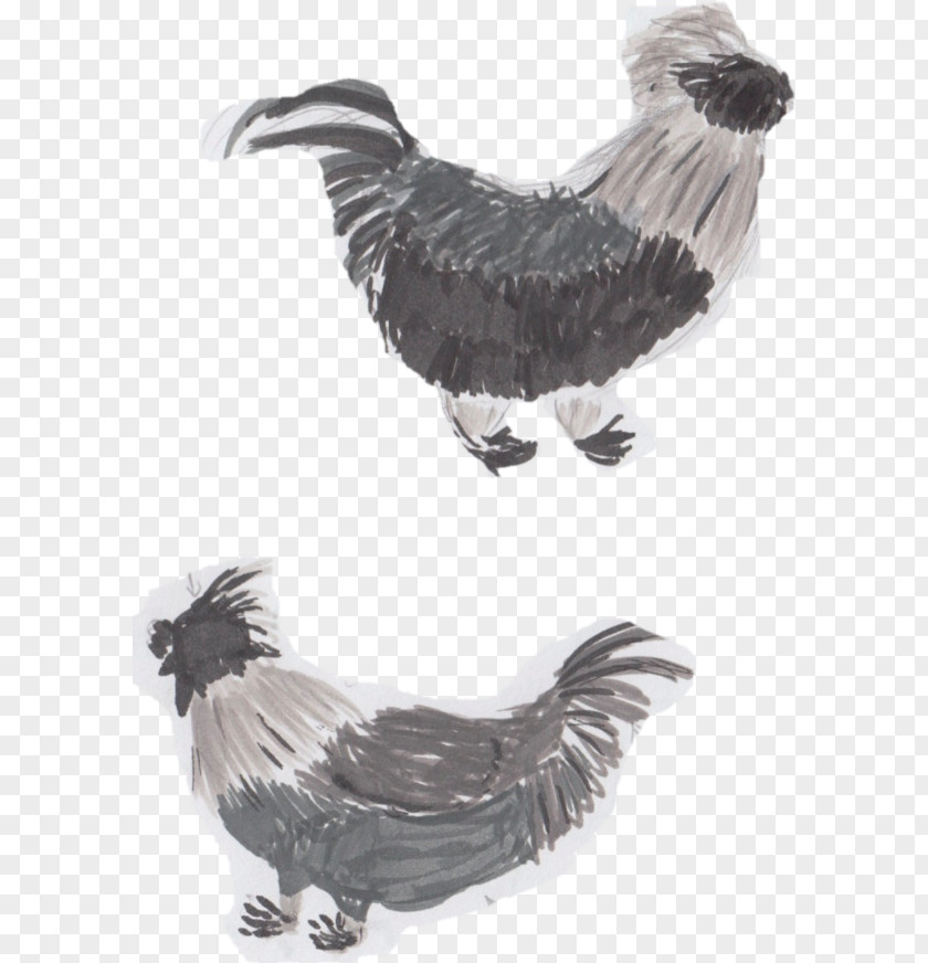 Silkie Chicken Rooster Vulture Beak Eagle Feather PNG