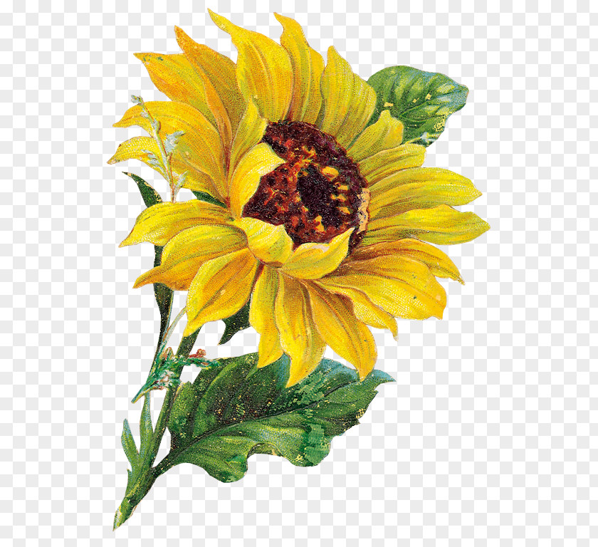 Sunflower Drawing Clip Art Image Openclipart Free Content Common PNG