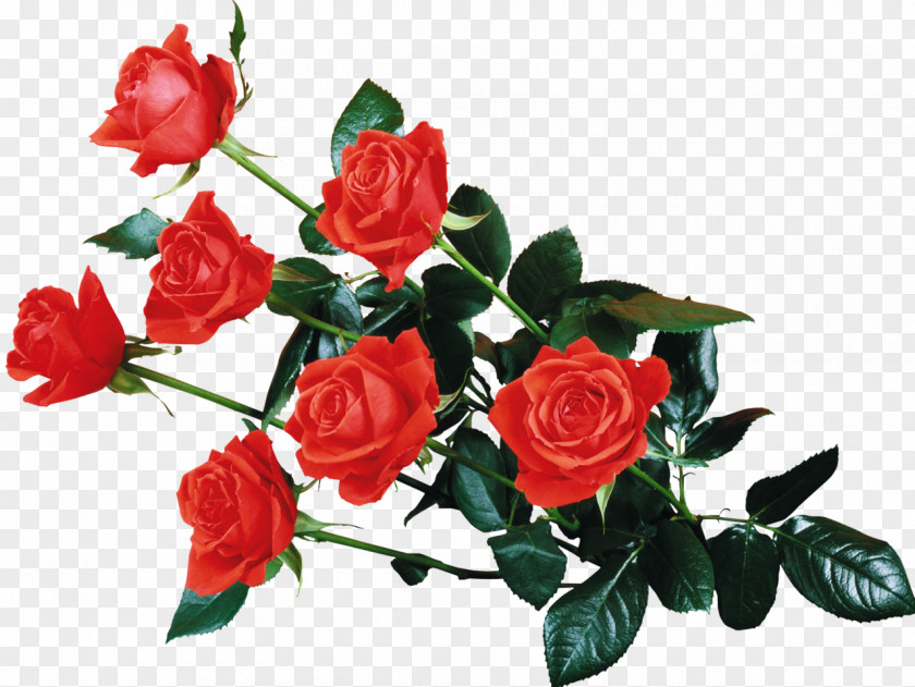 Anniversary Flower Rose Desktop Wallpaper Clip Art PNG