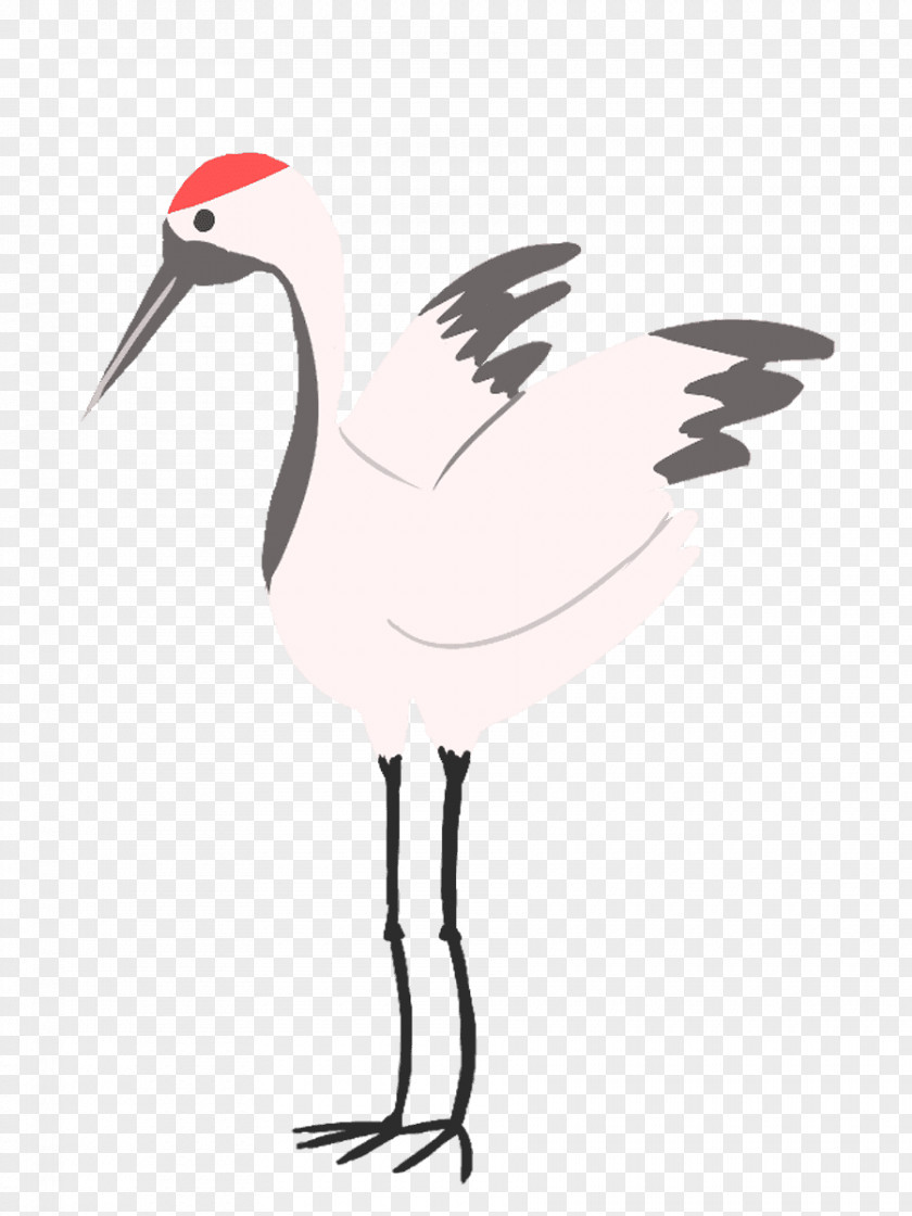Bird White Stork Wader Beak Ibis PNG
