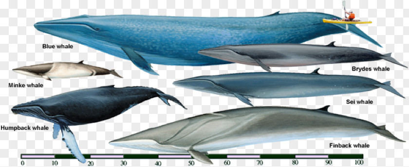 Bowhead Whale Sei Fin Rorquals Bryde's Cetaceans PNG