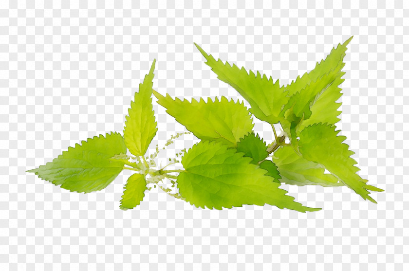 Hair Pustule Nettles Herbalism PNG