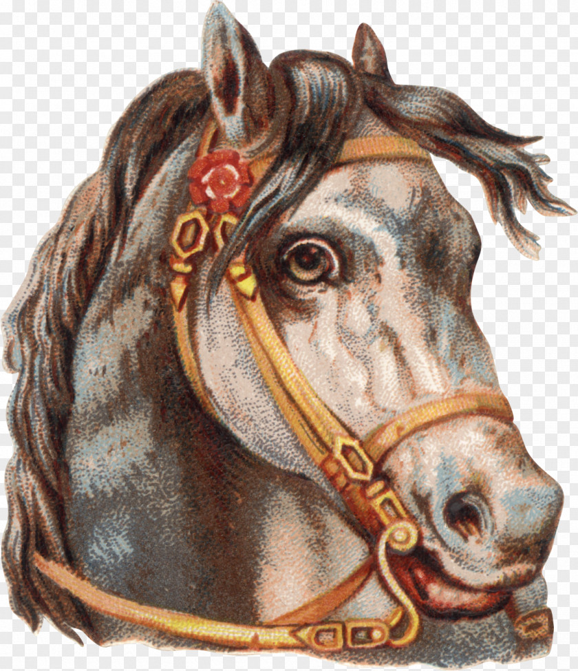 Horse Tack Harnesses Clip Art PNG
