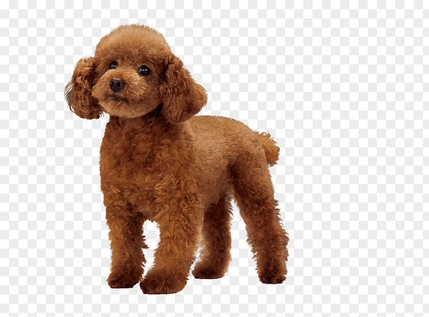 Puppy Miniature Poodle Standard Cockapoo Goldendoodle PNG