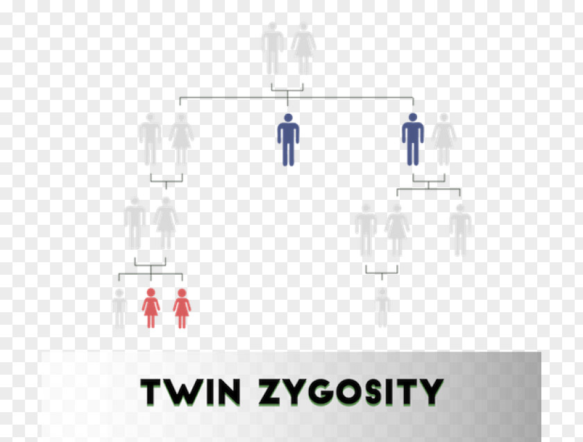Zygosity Twin Dizigotiniai Dvyniai DNA Paternity Testing Corporation PNG