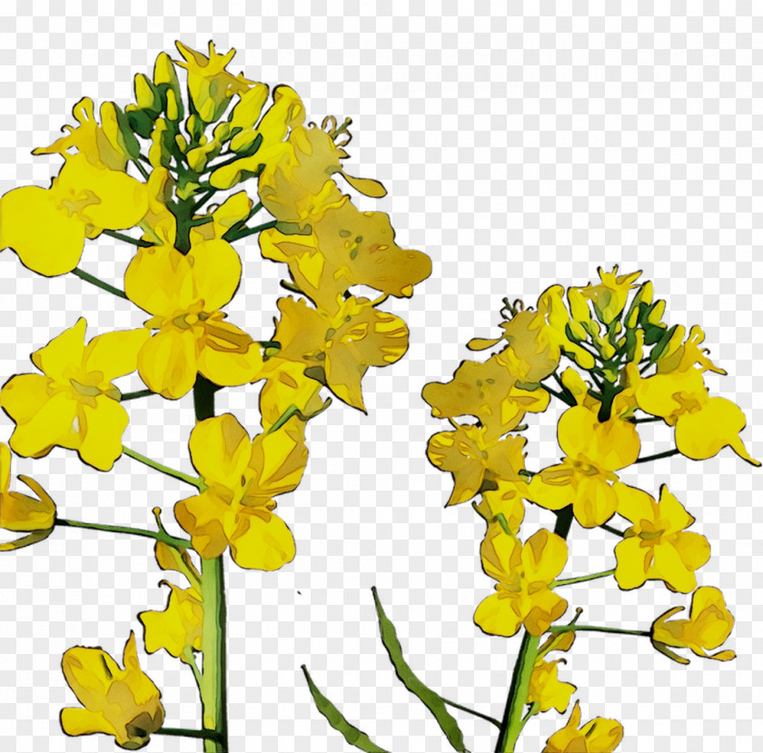 Canola Oil Field Mustard Rapeseed Yellow Plant PNG