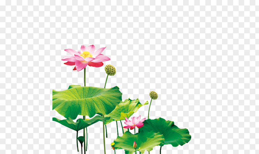 Mid Creative,Folding Poster Design Material,Lotus Nelumbo Nucifera Pygmy Water-lily Mid-Autumn Festival PNG
