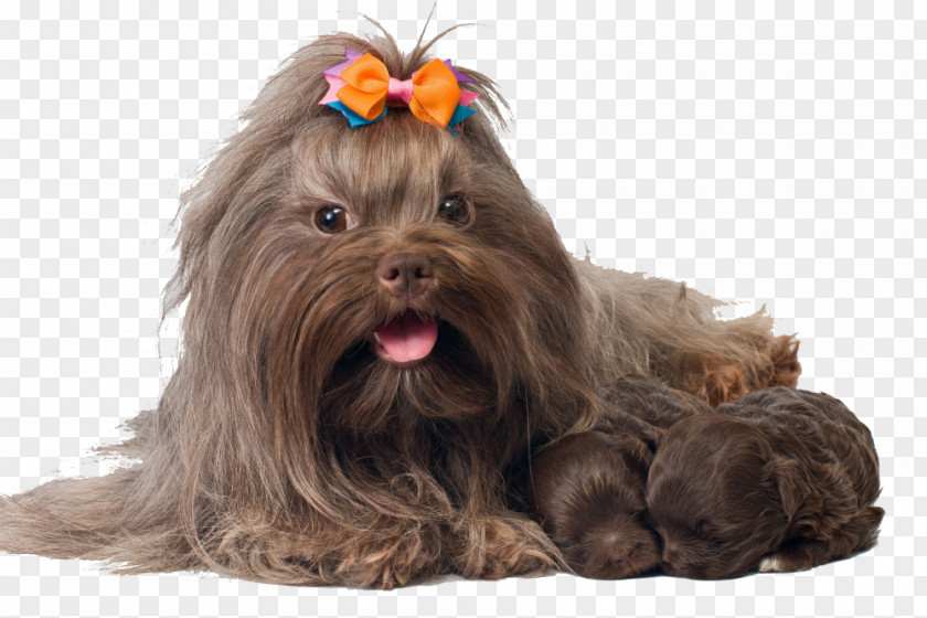 Puppy Yorkshire Terrier Bolonka Havanese Dog Shih Tzu PNG