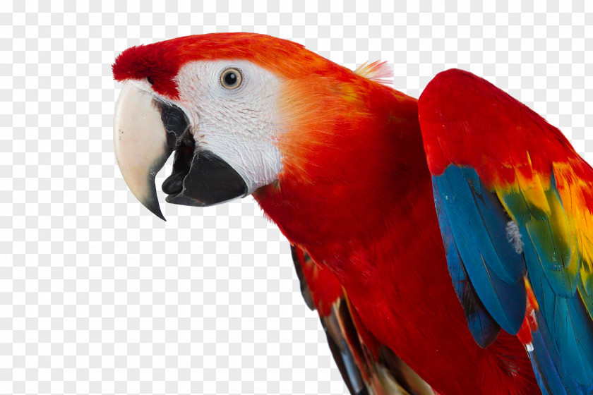Bird Exotic Shorthair Macaw Pet Animal PNG