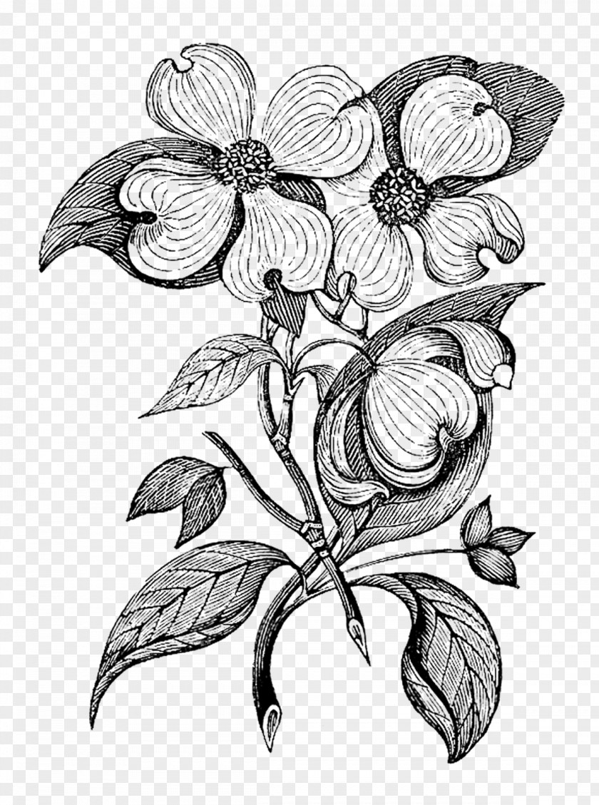 Botanical Flowers Flowering Dogwood Botany Art PNG