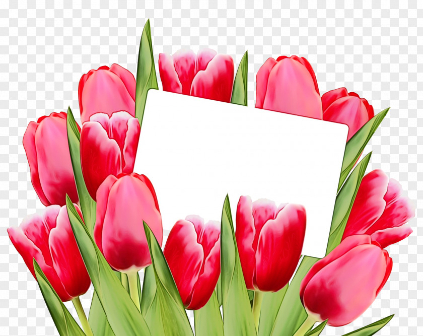 Bud Lily Family Tulip Petal Flower Pink Cut Flowers PNG