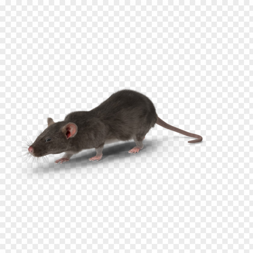 Mouse Gerbil Rodent Rat Pest Control PNG