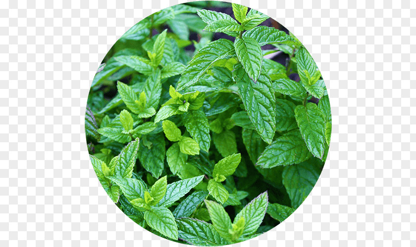 Plant Sprout Peppermint Spearmint Herb Plants Mint Chocolate Chip PNG