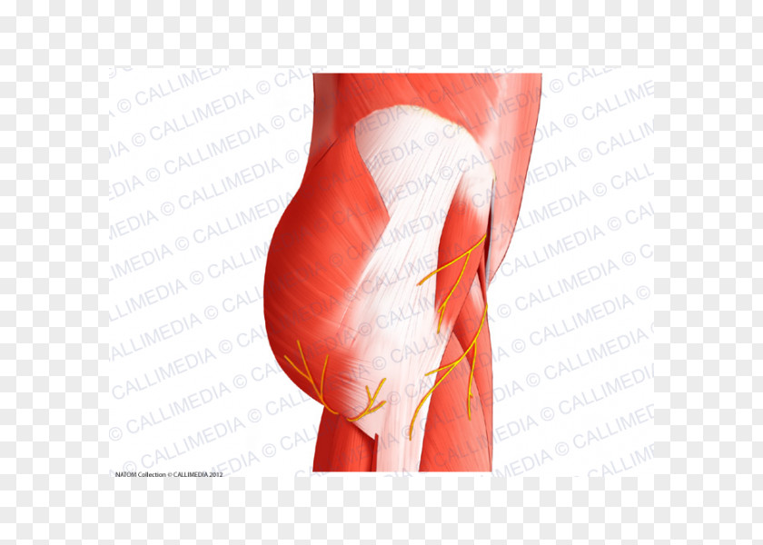 Rectus Femoris Function Pelvis Anatomy Nerve Muscle Hip PNG