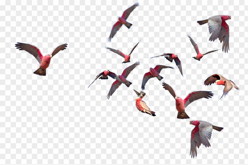 Bird Migration Flock Beak Water PNG