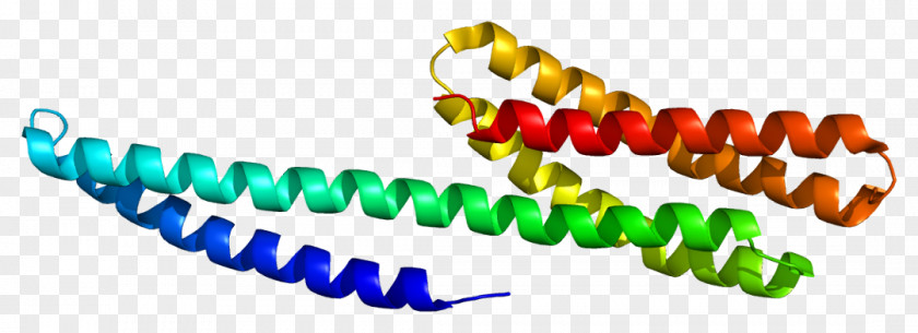Catenin Alpha-1 Alpha Beta-catenin Protein PNG