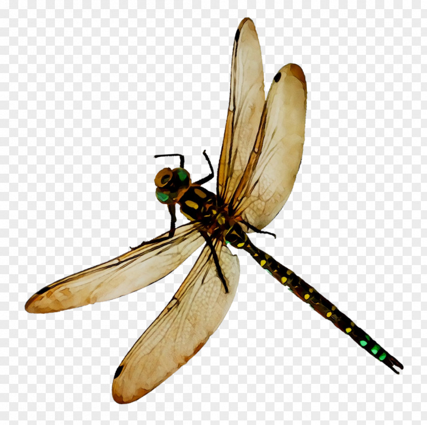 Dragonfly Damselflies Blue-tailed Damselfly Bee PNG