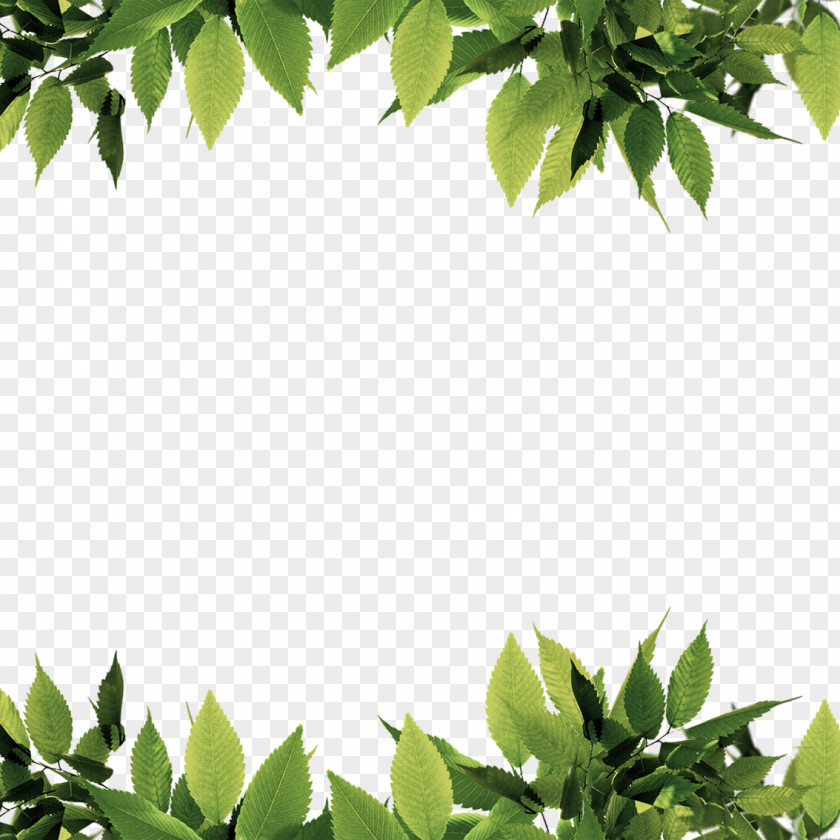 Green Leaves Border Leaf Computer File PNG