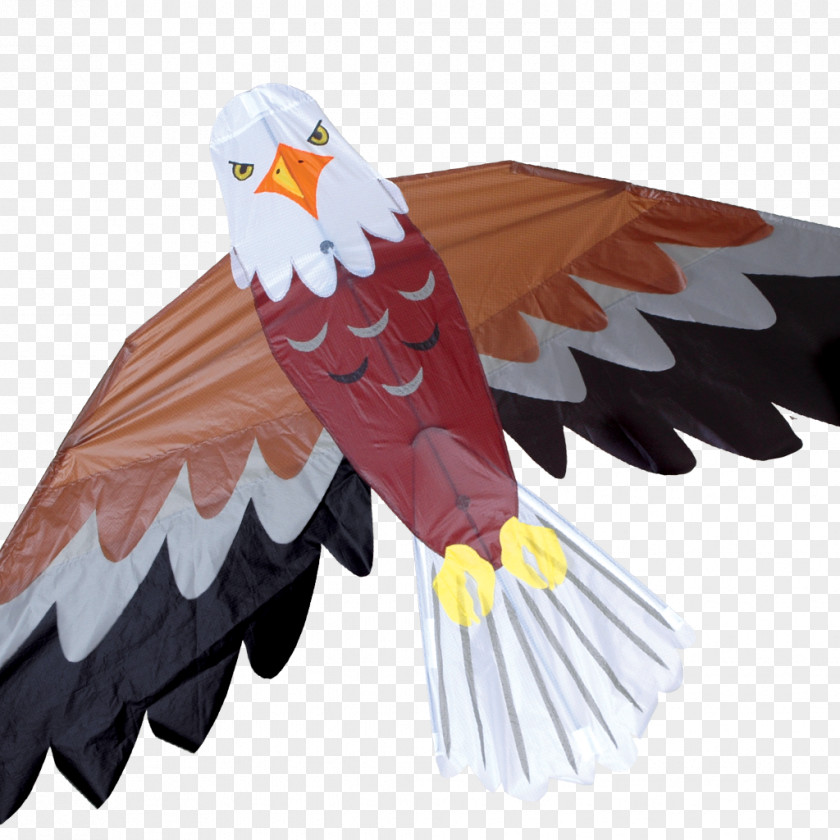 Kite Bald Eagle America's Favorite Backyard Birds PNG