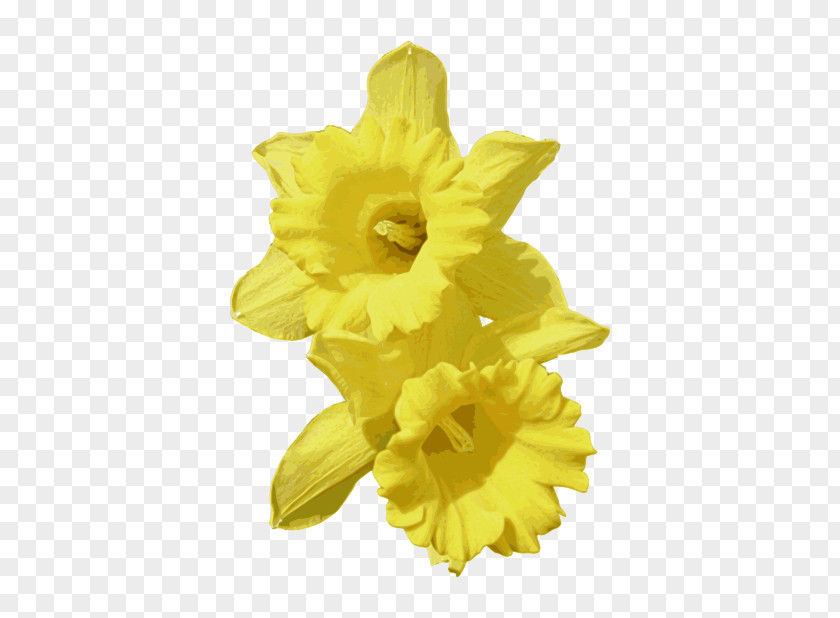 Narcissus Cliparts Pseudonarcissus Jonquilla Clip Art PNG