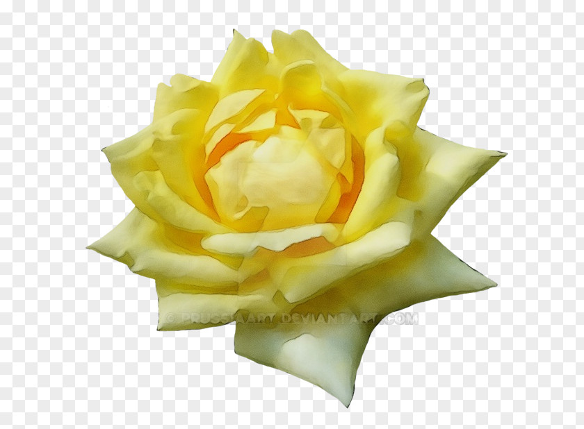 Rose Order Plant Garden Roses PNG