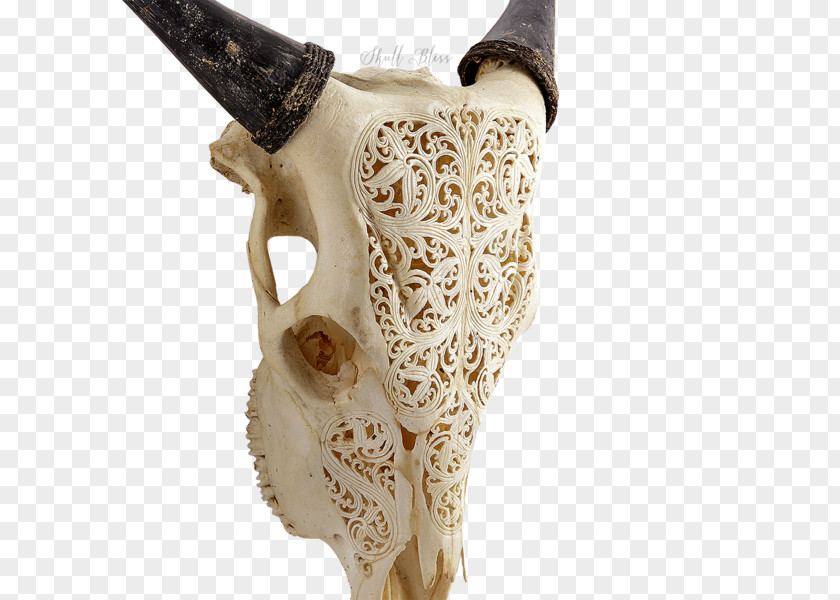 Skull Bone Horn Animal Forehead PNG