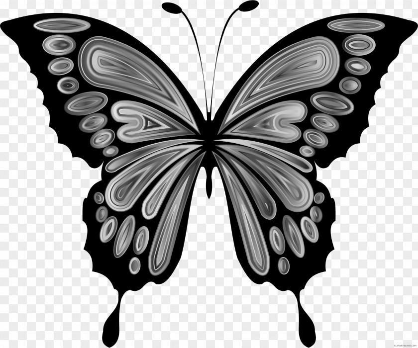 Butterfly Clip Art Insect Openclipart Image PNG