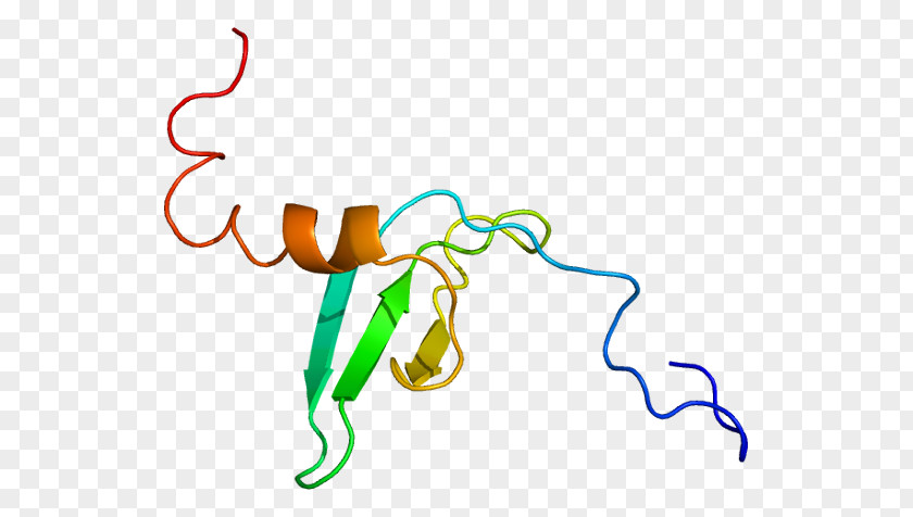 CBX1 Heterochromatin Protein 1 Ki-67 Histone PNG