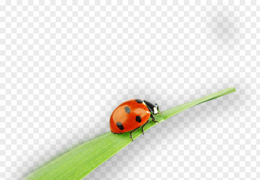 Close-up Pest Lady Bird PNG