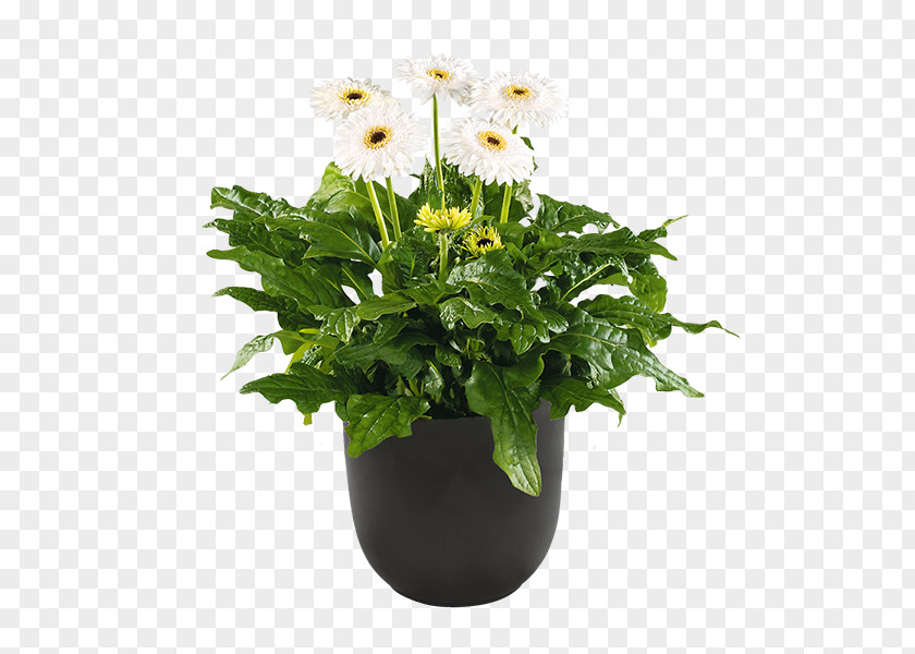 Gerbera Flowerpot Ornamental Plant Seed Garden Cutting PNG