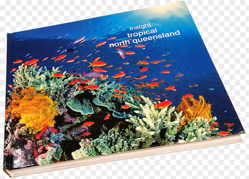 Great Tribulation Coral Reef Fish Ecosystem Marine Biology PNG