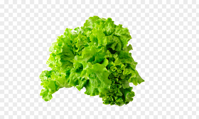 Green Lettuce Vegetable Greens Food Image PNG
