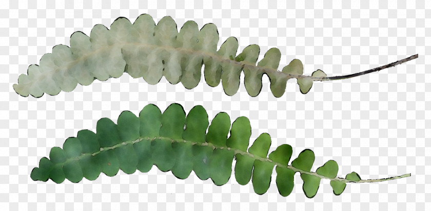 Leaf Plant Stem Plants PNG