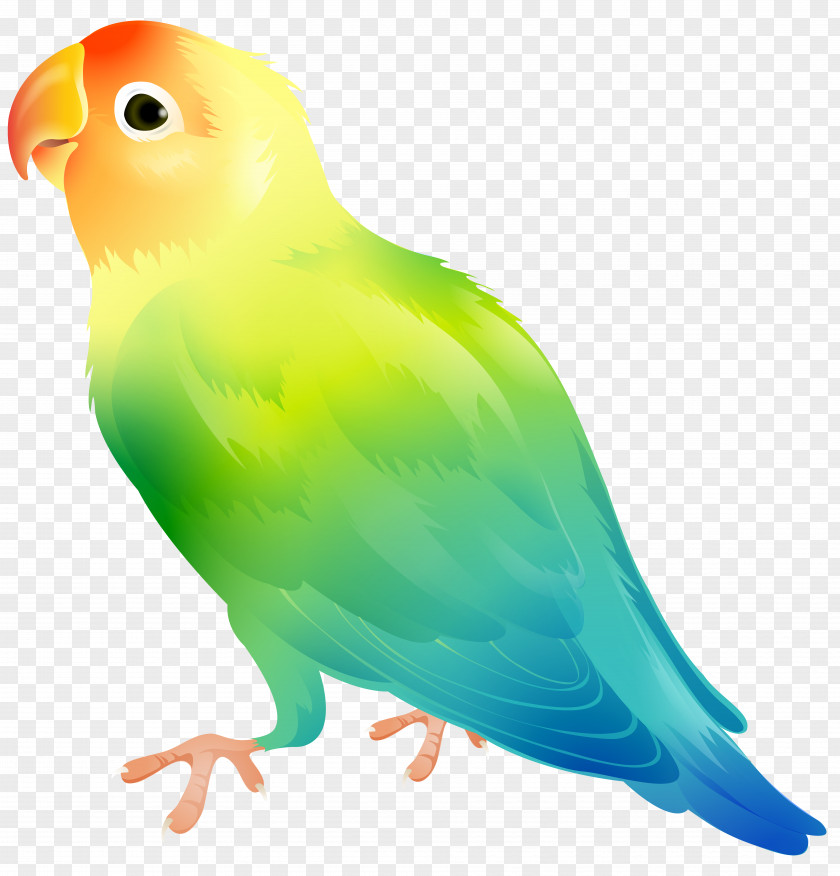 Parrot Bird Clip Art Image Lovebird PNG