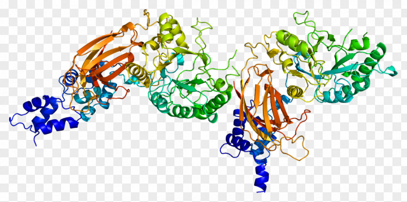 PLCD1 Phospholipase C Gene B Protein PNG