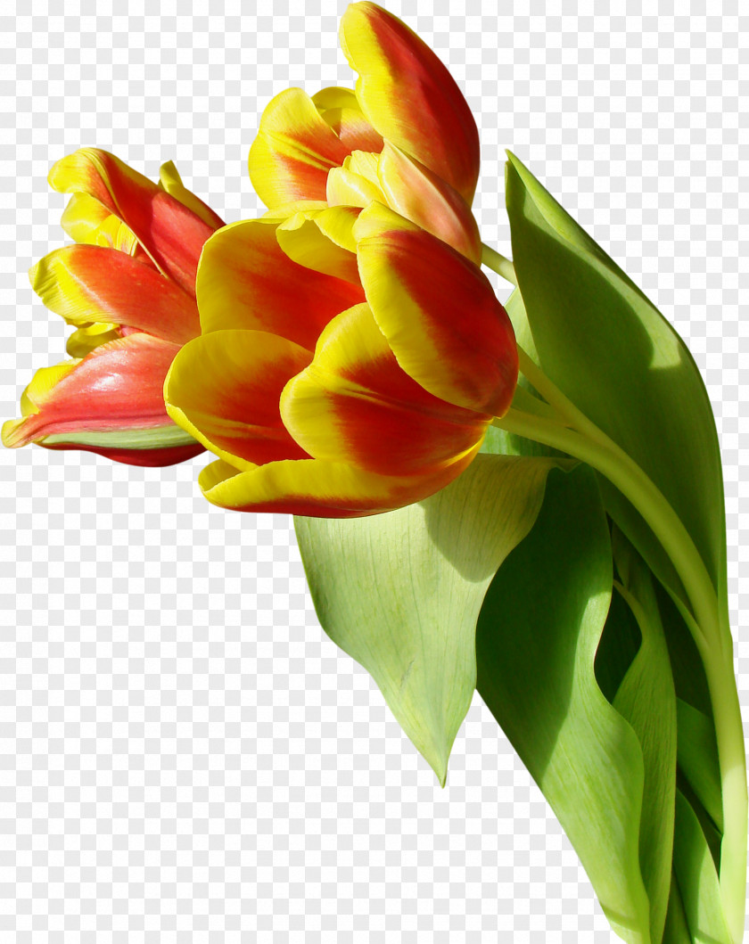 Tulip Flower Clip Art PNG