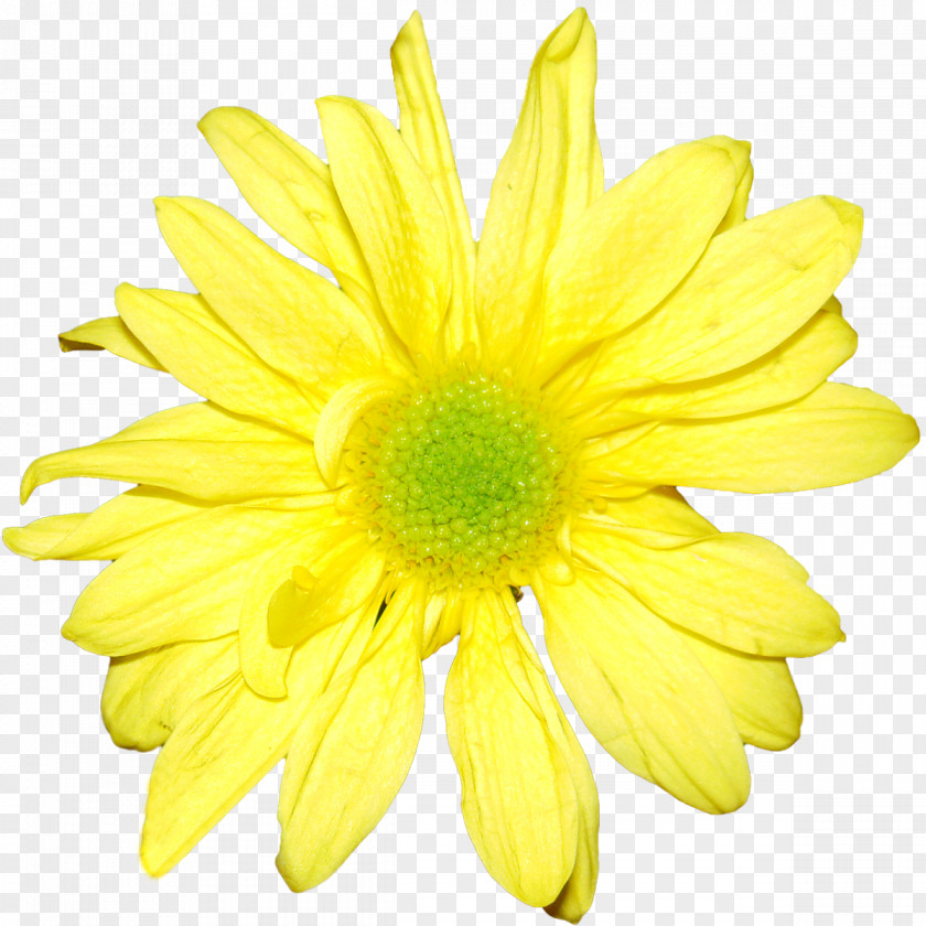 Yellow Flowers Flower Chrysanthemum Orange White PNG