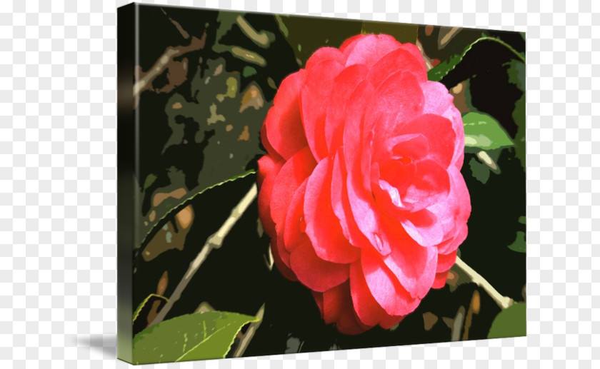 Camellia Border Centifolia Roses Memorial Rose Garden Rosaceae Floribunda PNG