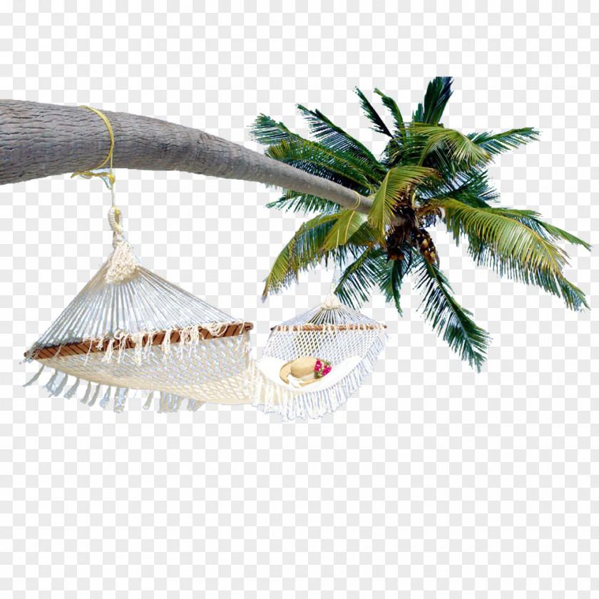 Coconut Tree Arecaceae PNG