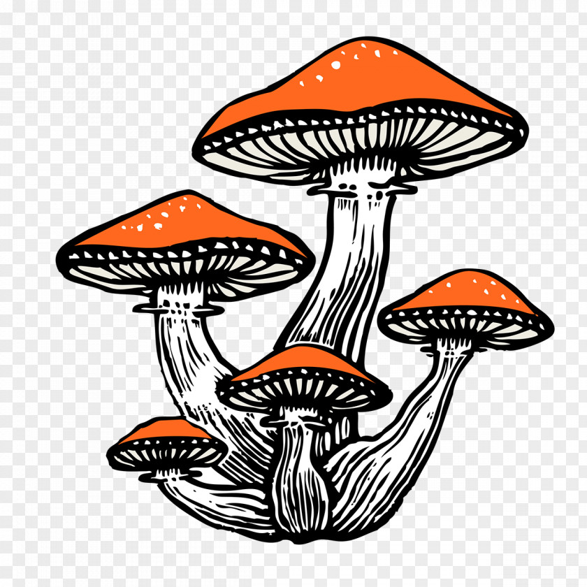 Edible Mushroom Orange PNG