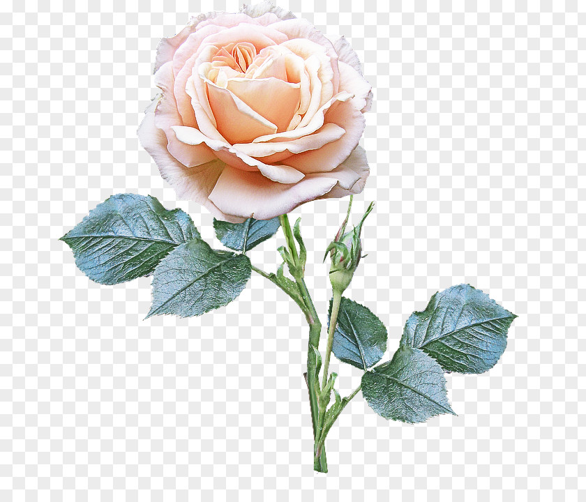 Floribunda Plant Garden Roses PNG