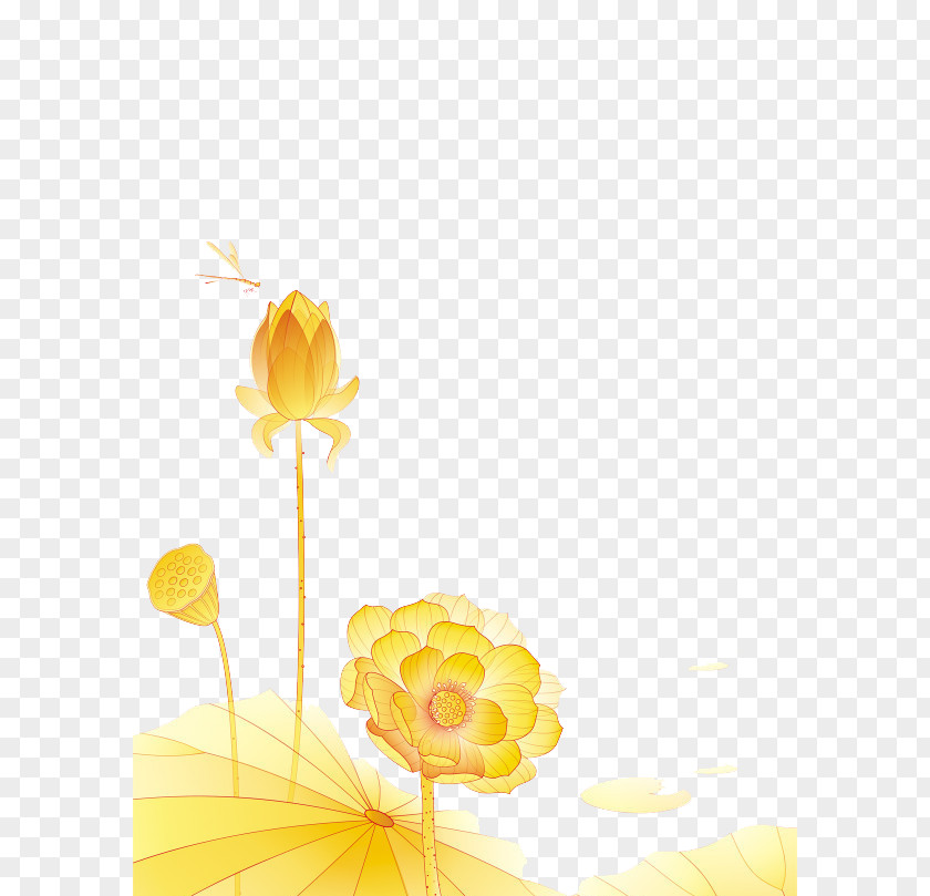 Gradient Golden Lotus Nelumbo Nucifera Clip Art PNG