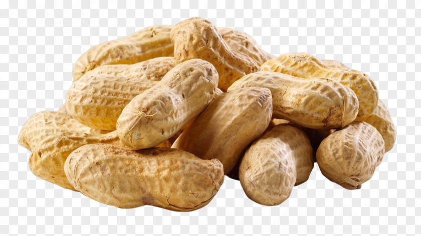 Peanut Allergy Birdsong Peanuts Tree Nut Legume PNG