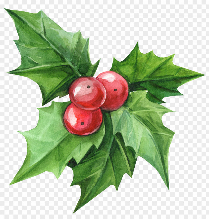 Plane Branch Holly PNG
