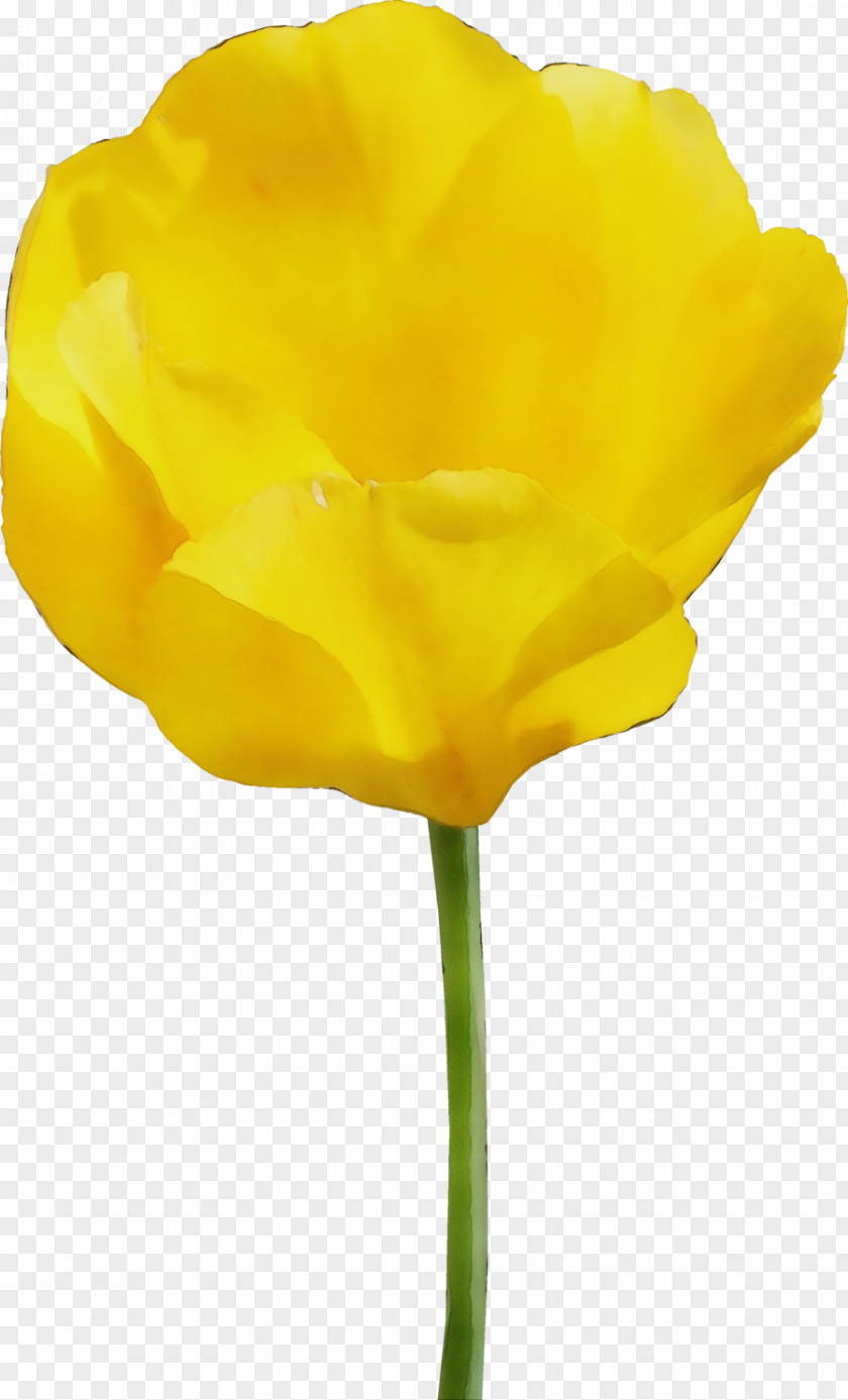 Poppy Family Flowering Plant Yellow Flower Petal Tulip PNG
