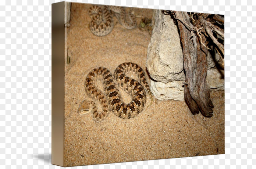 Snake Reptile Art Imagekind Pit Viper PNG