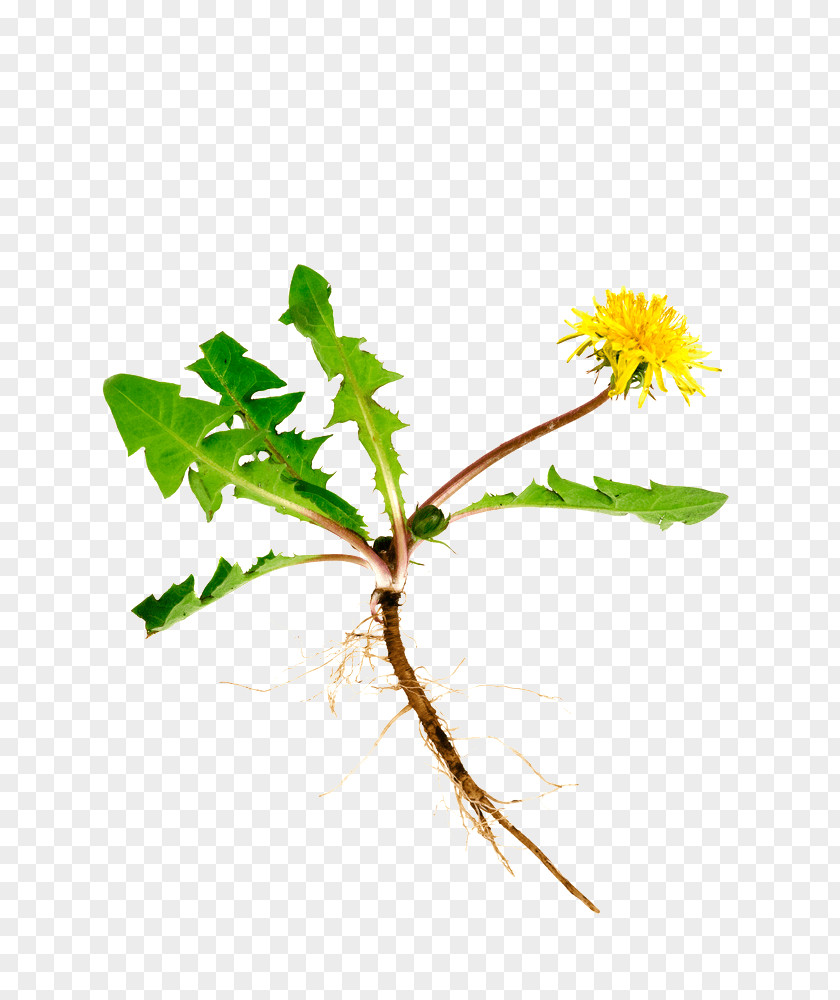 Tea Dandelion Coffee Common Root Herb PNG