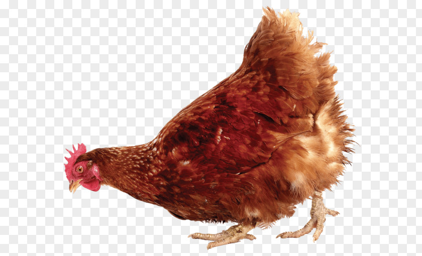 Chicken Rooster Or The Egg Stock Photography PNG