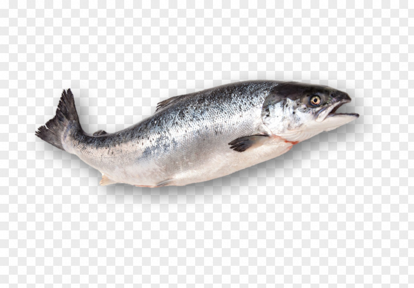 Fish Sardine Smoked Salmon Products Atlantic PNG