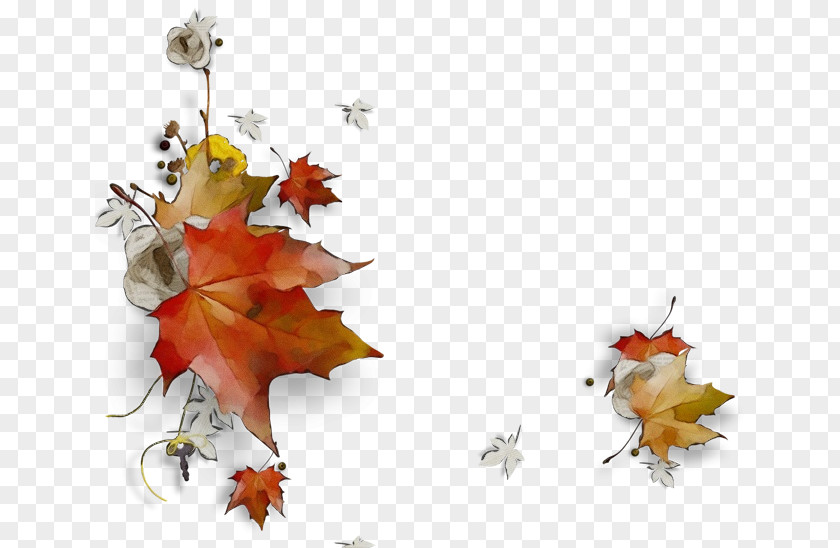 Flower Maple Autumn Leaf Drawing PNG